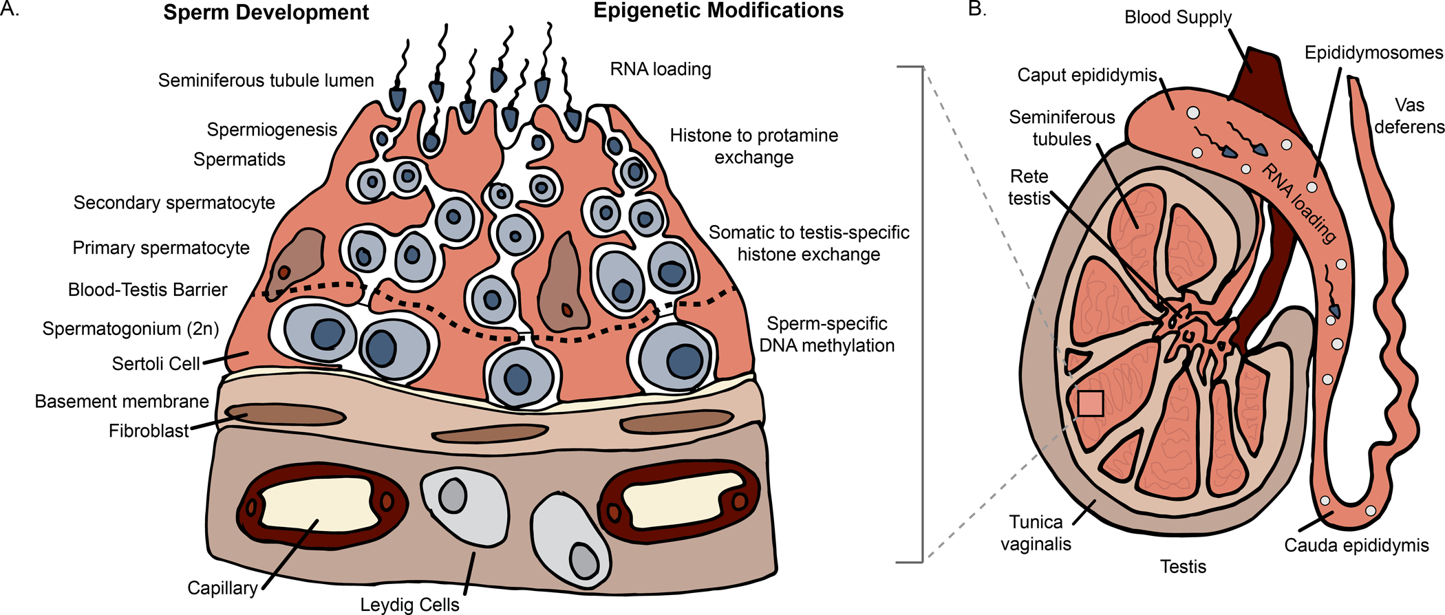 Figure 1: