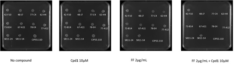 FIGURE 1