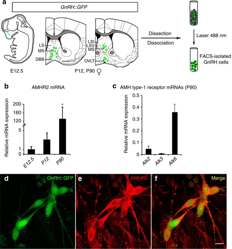 Novel Role For Anti-Müllerian Hormone In The Regulation Of GnRH Neuron ...