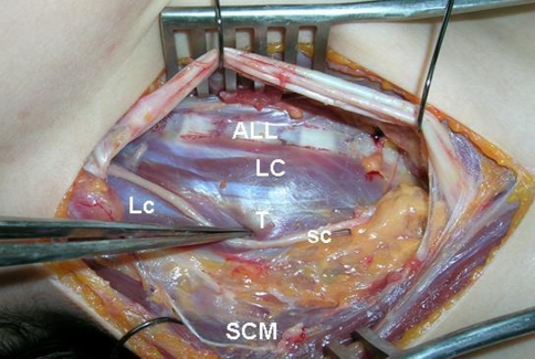 Fig. 4