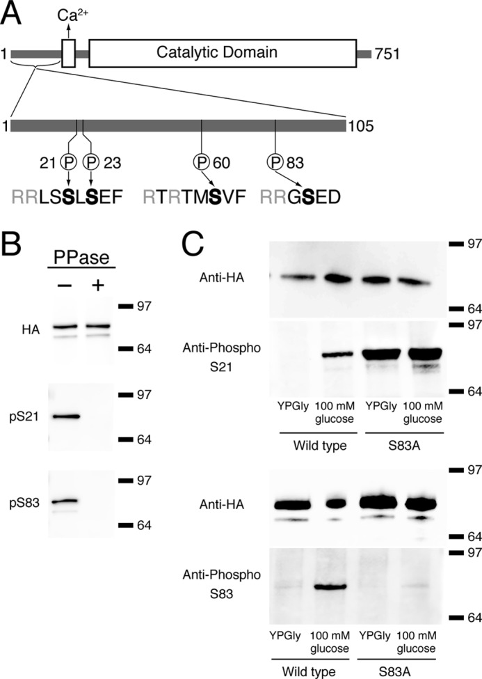 FIGURE 1.