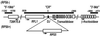 Fig 1.