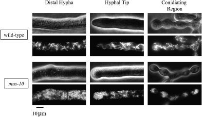 Figure 4.—