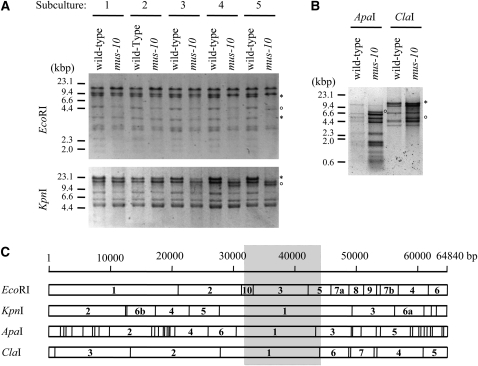 Figure 2.—