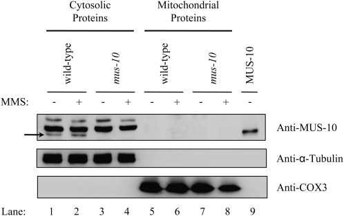 Figure 6.—