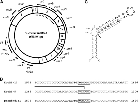 Figure 3.—