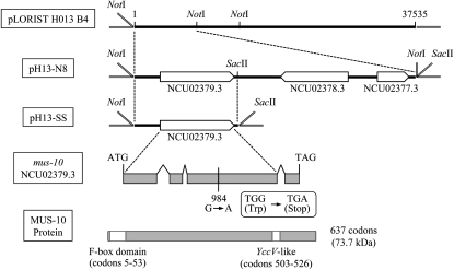 Figure 5.—