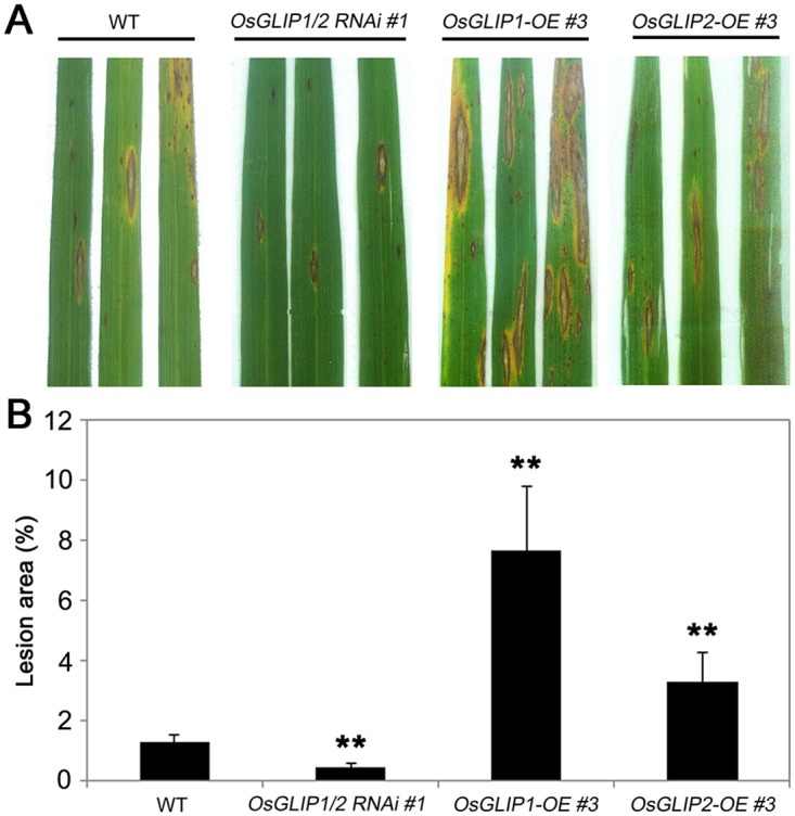 Fig 6