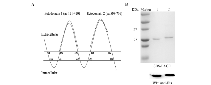 Figure 1.