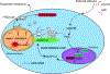Figure 7: