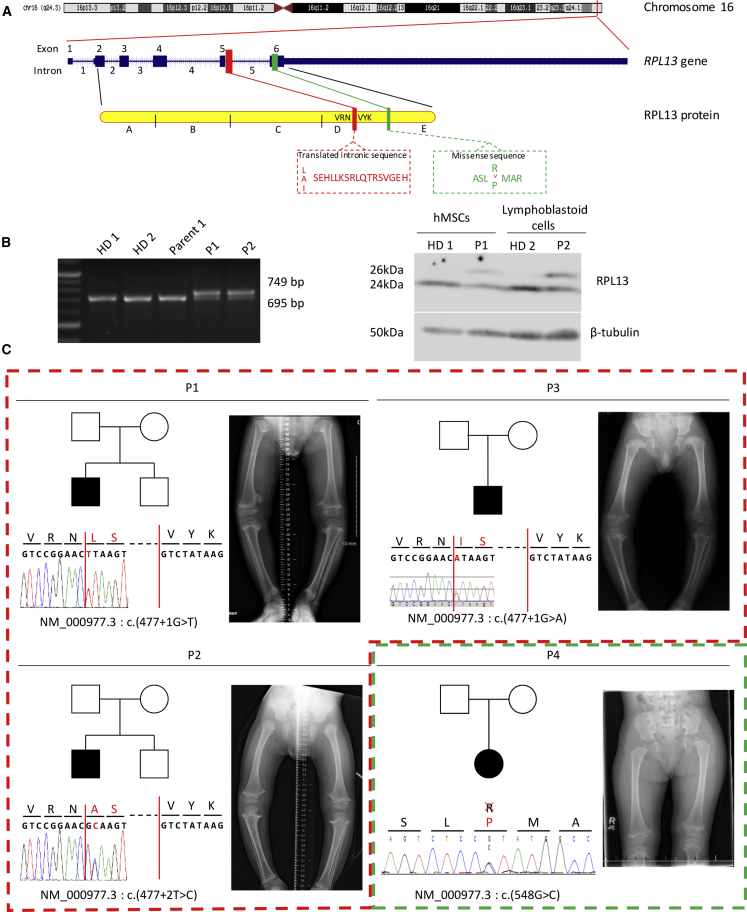 Figure 1