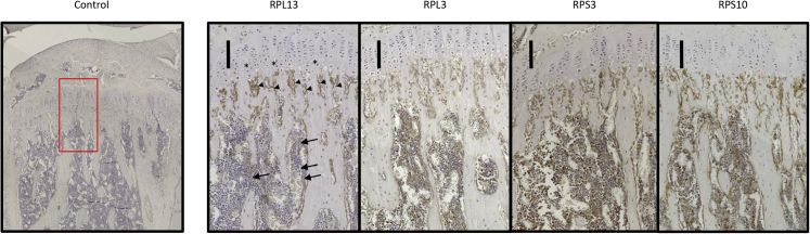 Figure 5