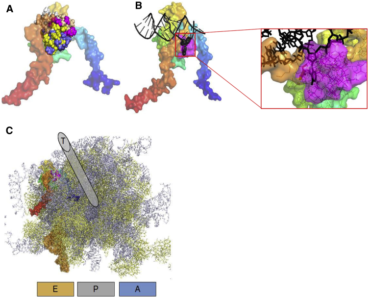 Figure 2