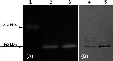 Fig. 5