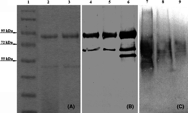 Fig. 7