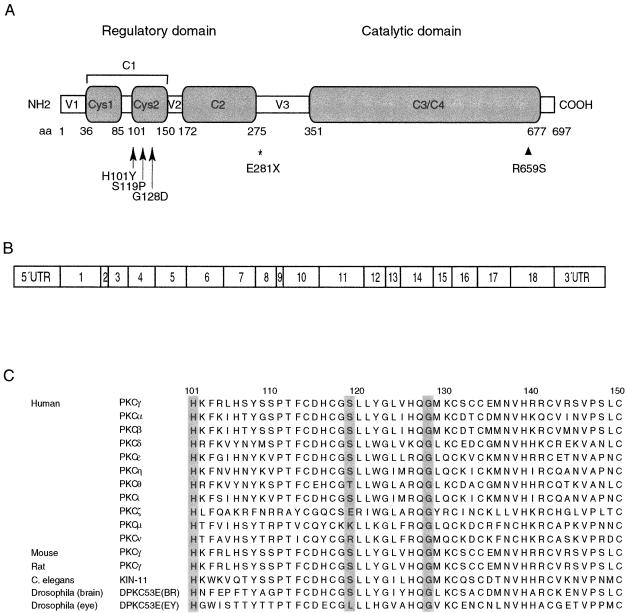 Figure  1