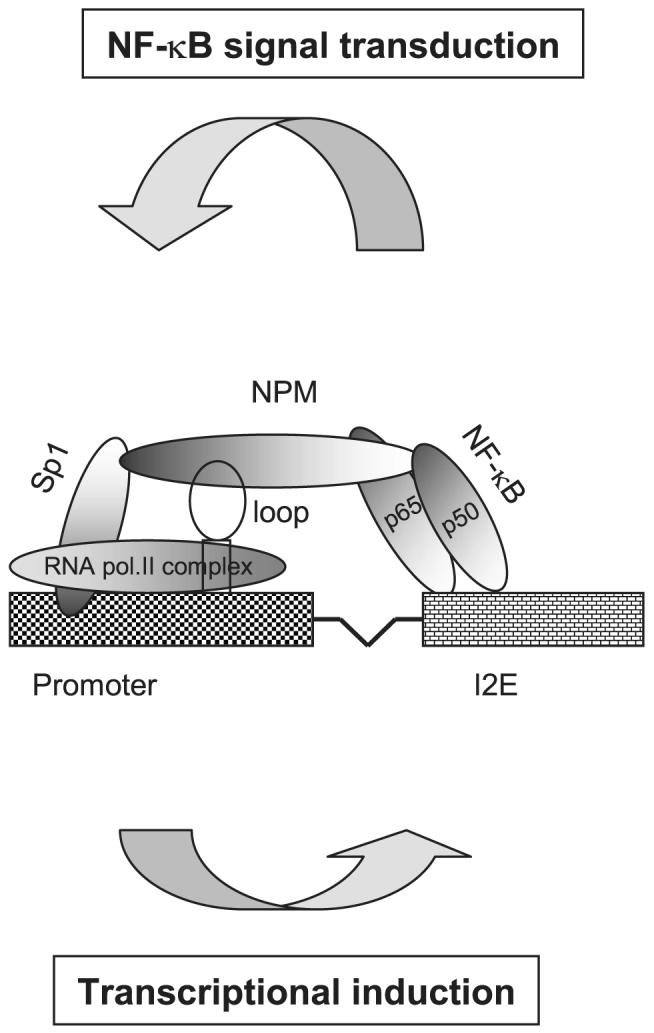 FIGURE 9