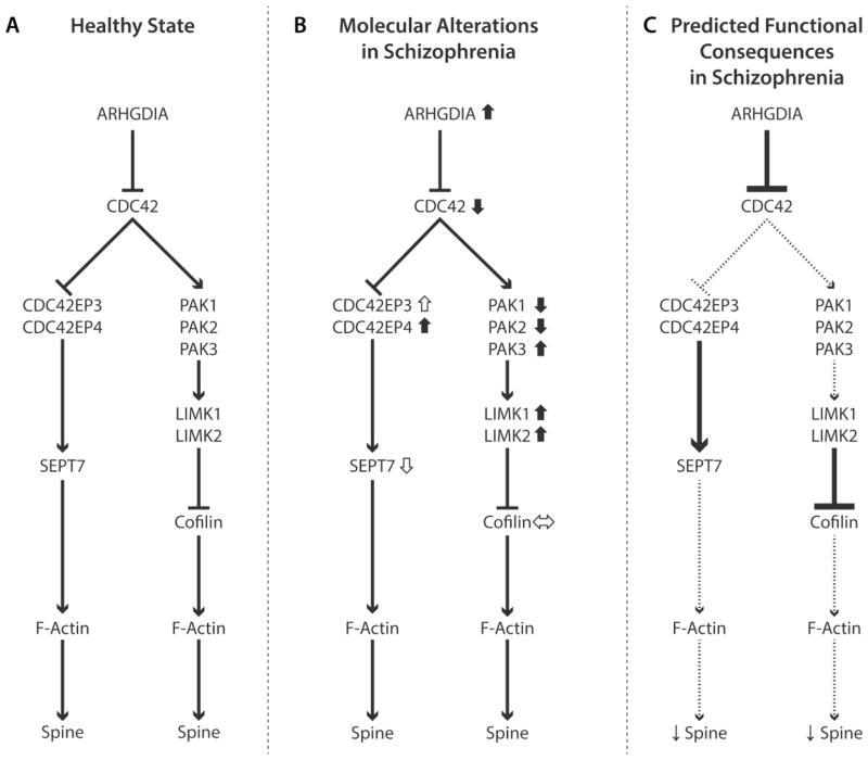 Altered expression of CDC42 signaling pathway components in cortical ...