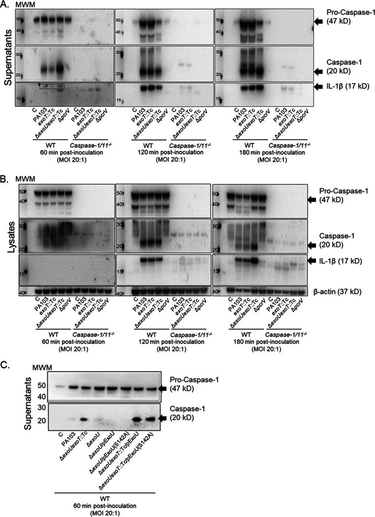 FIG 1