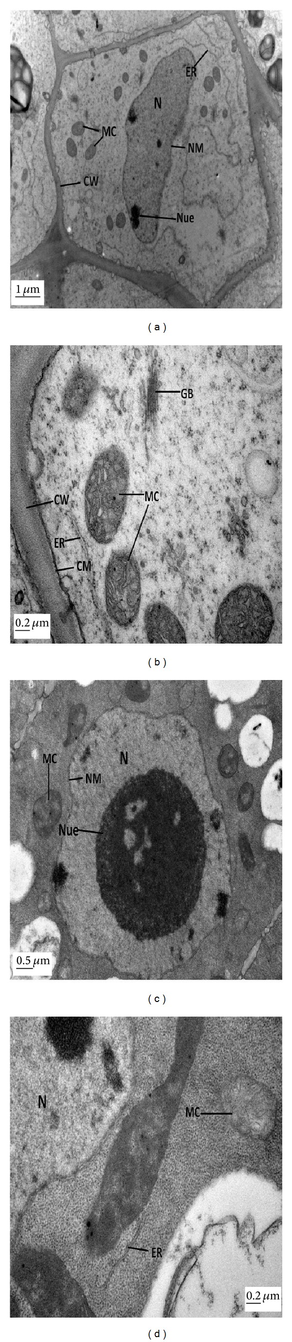 Figure 4