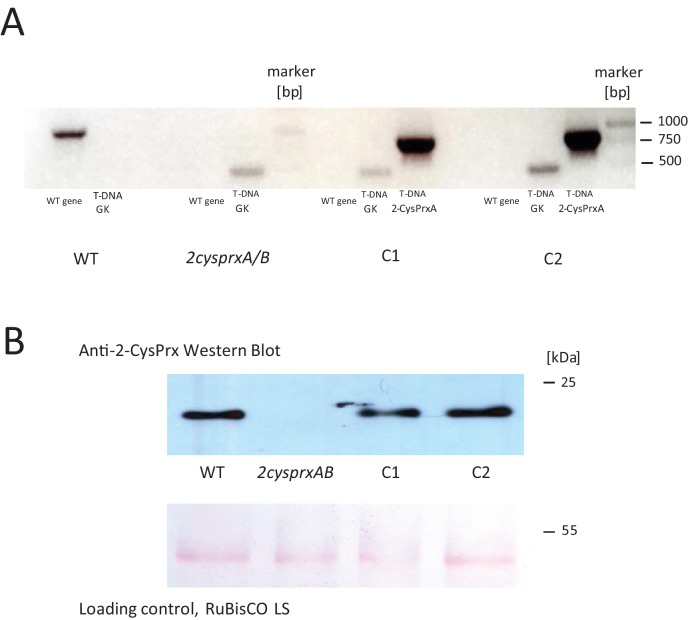 Figure 5—figure supplement 1.