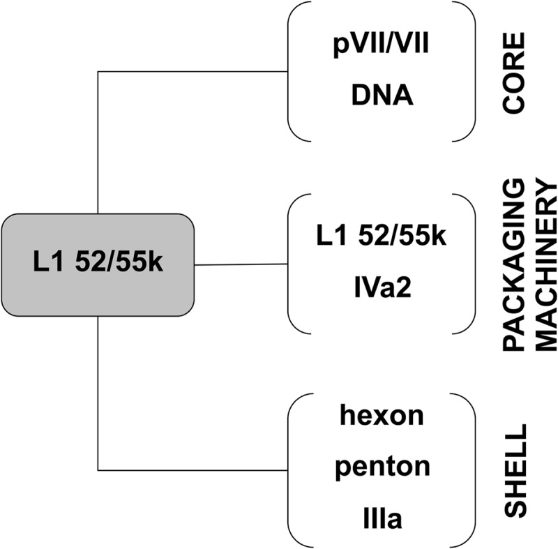 FIG 6