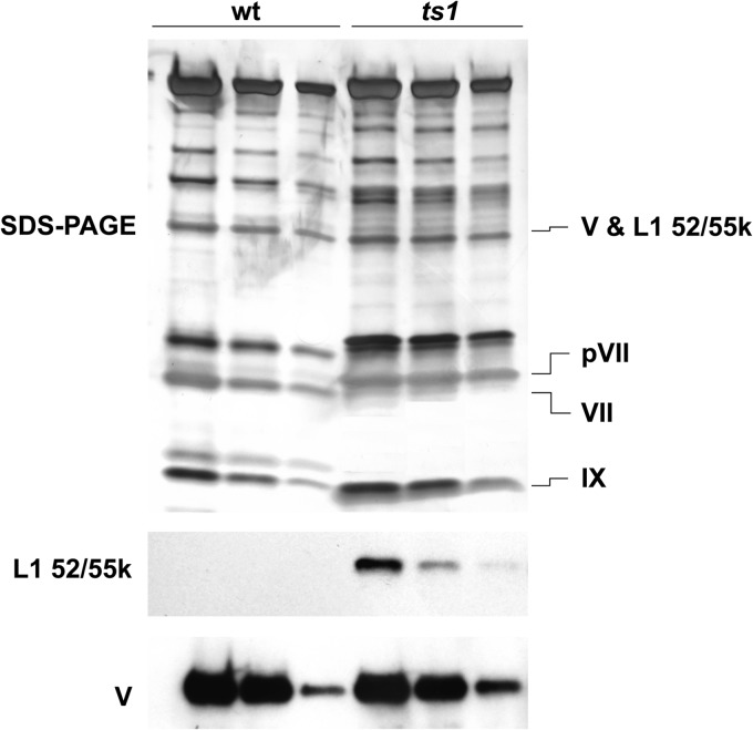 FIG 5