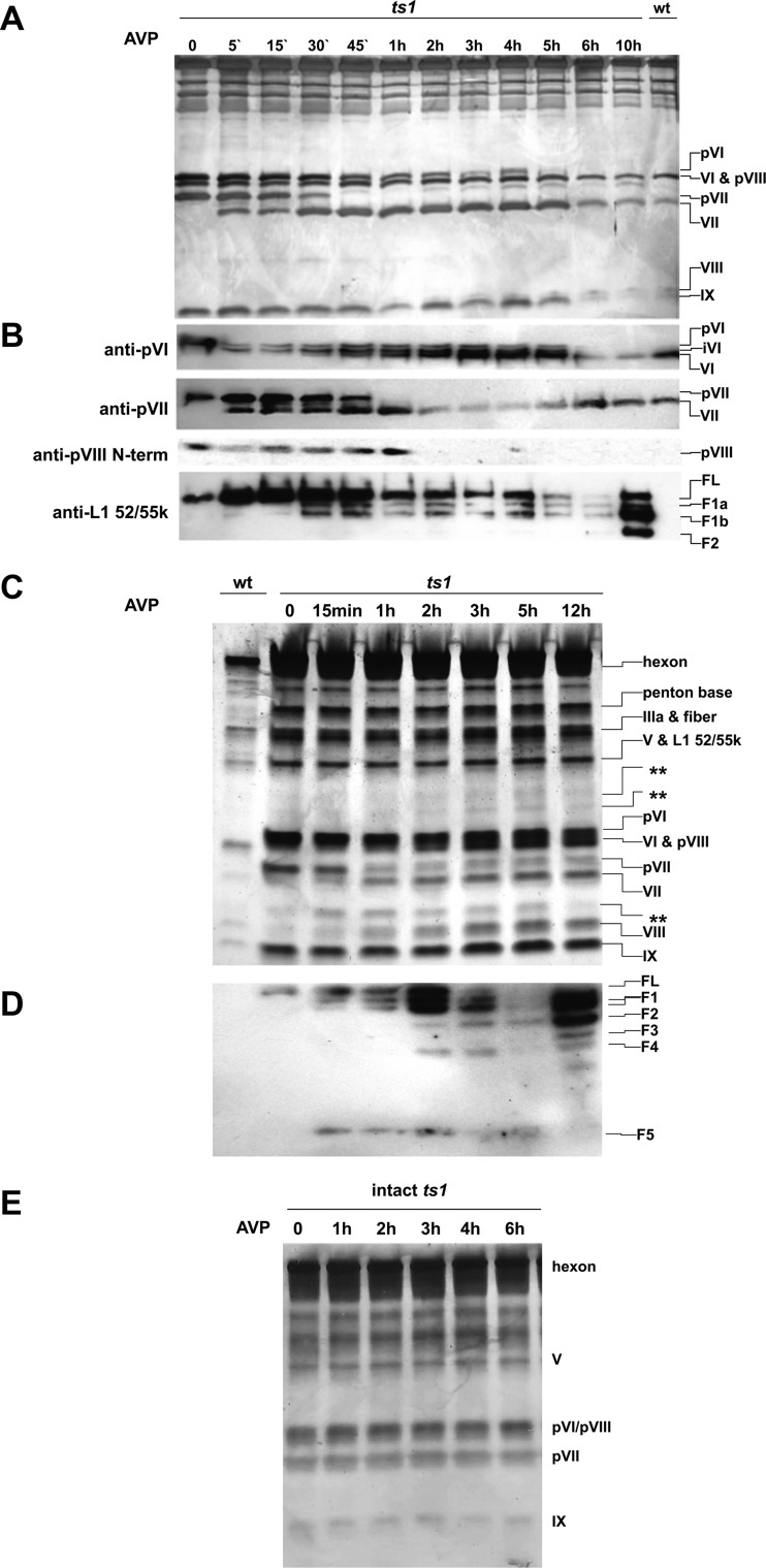 FIG 1