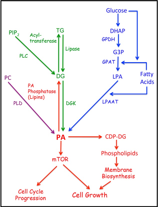 FIGURE 1.