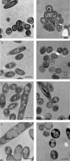 FIG.7.