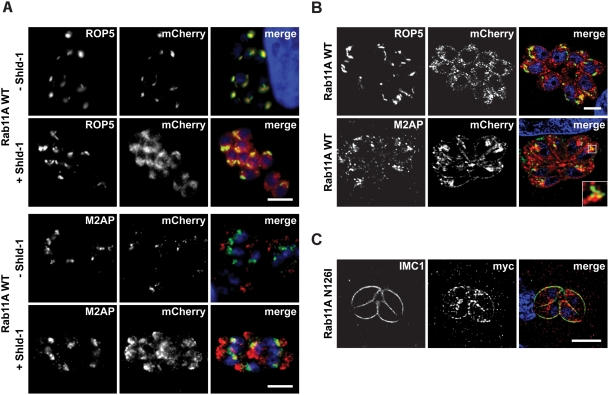 Figure 4