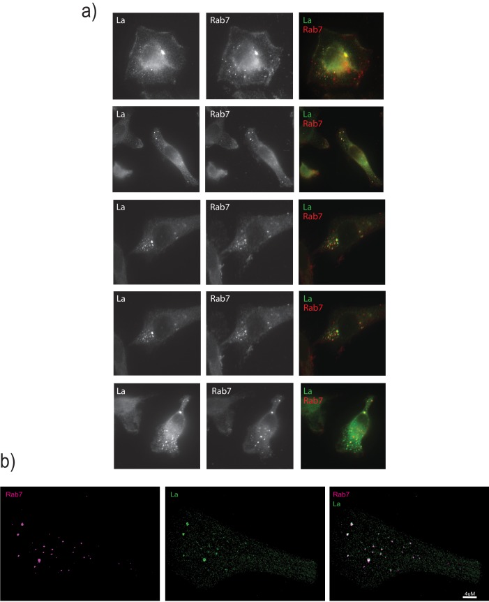 Figure 7—figure supplement 2.