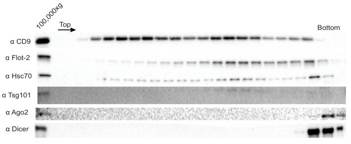 Figure 4—figure supplement 1.