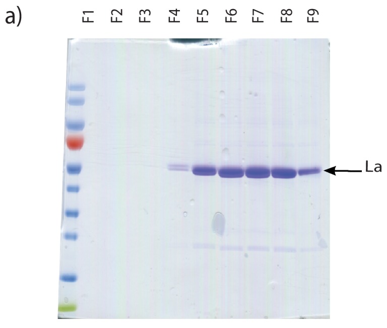 Figure 5—figure supplement 1.