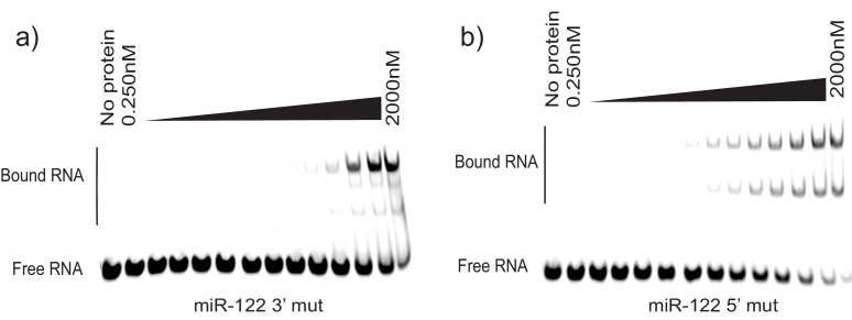 Figure 8—figure supplement 1.