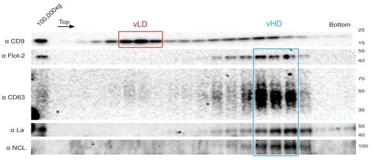 Figure 6—figure supplement 1.