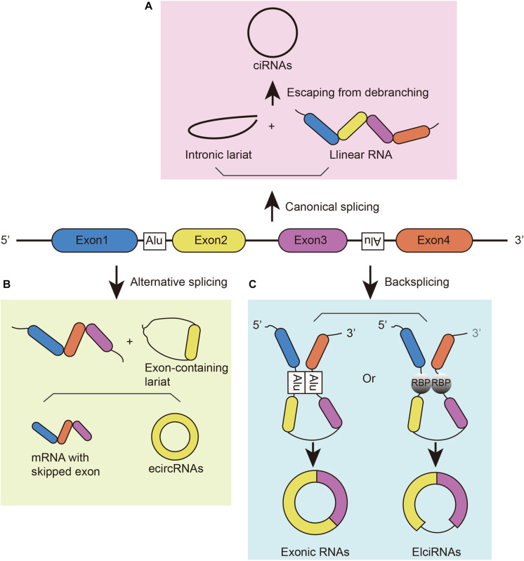 FIGURE 1