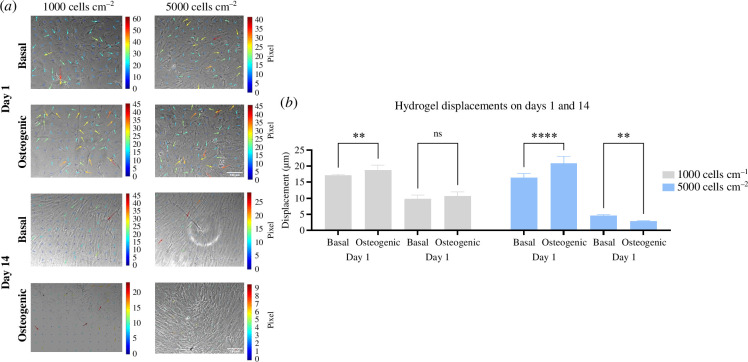 BMSCs generated different hydrogel deformations in basal and osteogenic conditions at For Review Only different seeding densities.