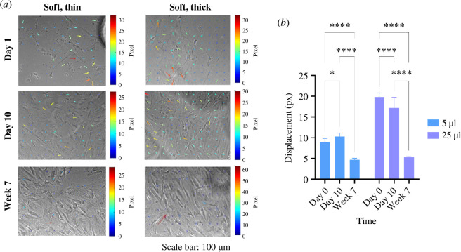 BMSC-induced hydrogel deformations decrease with respect to culture time.