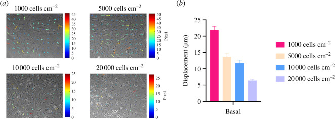 Matrix deformations decrease with respect to increased BMSCs seeding density. (a) Time-lapse imaging of MSCs at different seeding densities on soft, thick hydrogels (n = 3 per cell seeding density tested) in basal media at five min and 20 h.