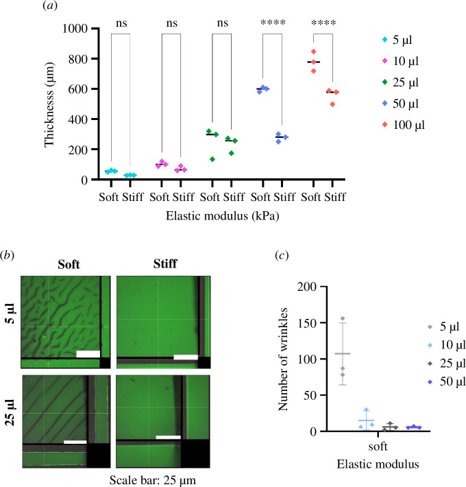 Hydrogel thickness is proportional to the PAAm mixture volume and influences the hydrogel surface and elastic modulus.