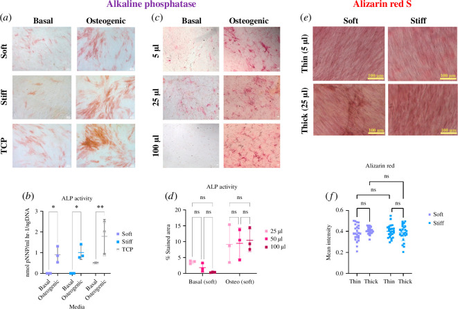 Substrate stiffness and thickness do not increase the osteogenic differentiation of BMSCs.