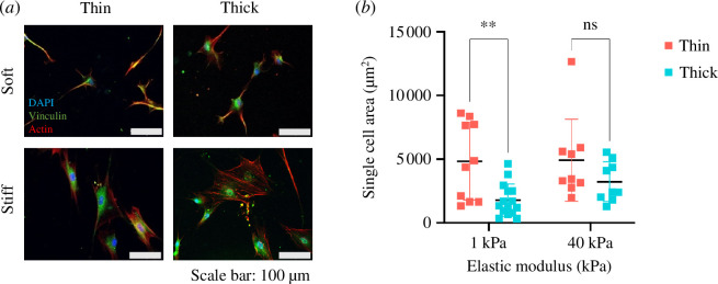 Bone marrow stromal cells mechanosense changes in elastic modulus and thickness and modify their spreading area and morphology in response.