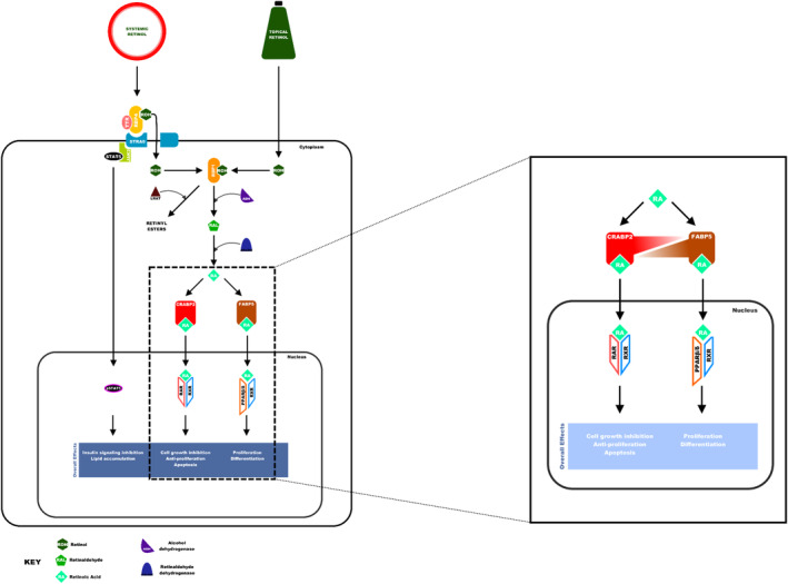 FIGURE 3