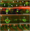 Fig. 1.