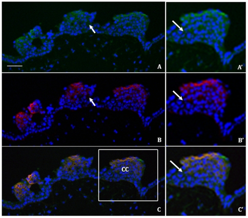 Figure 6