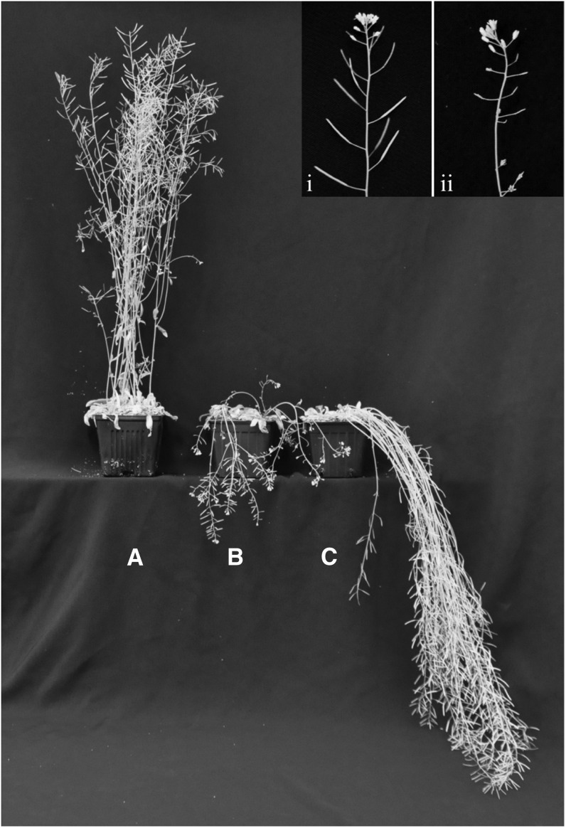 Figure 5.