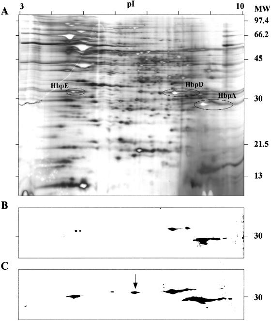 FIG. 5.