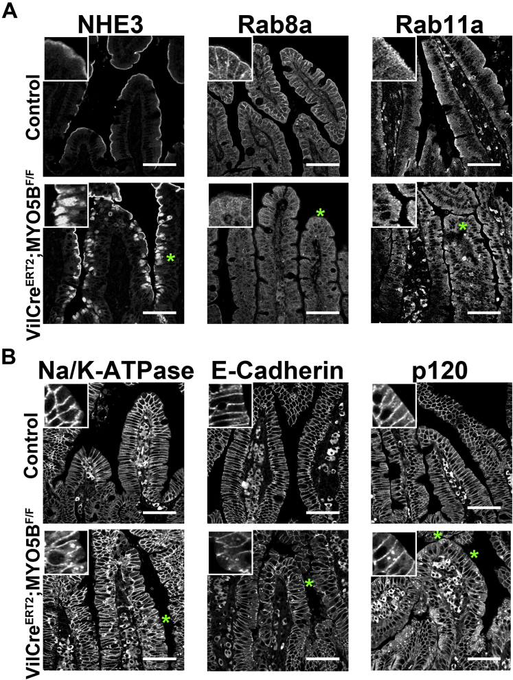 Figure 19