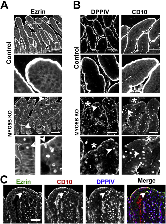 Figure 3